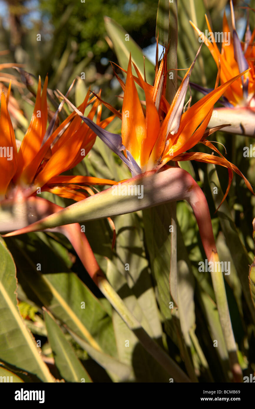 Flores de ave del paraíso fotografías e imágenes de alta resolución - Alamy