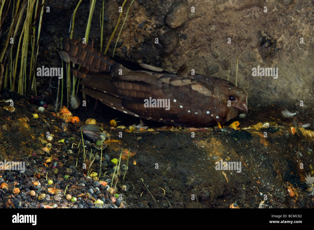 Las aves de petróleo (Steatornis caripensis) descansando en la cueva durante el día palm tuercas dispersas alrededor de Pichincha Ecuador Foto de stock