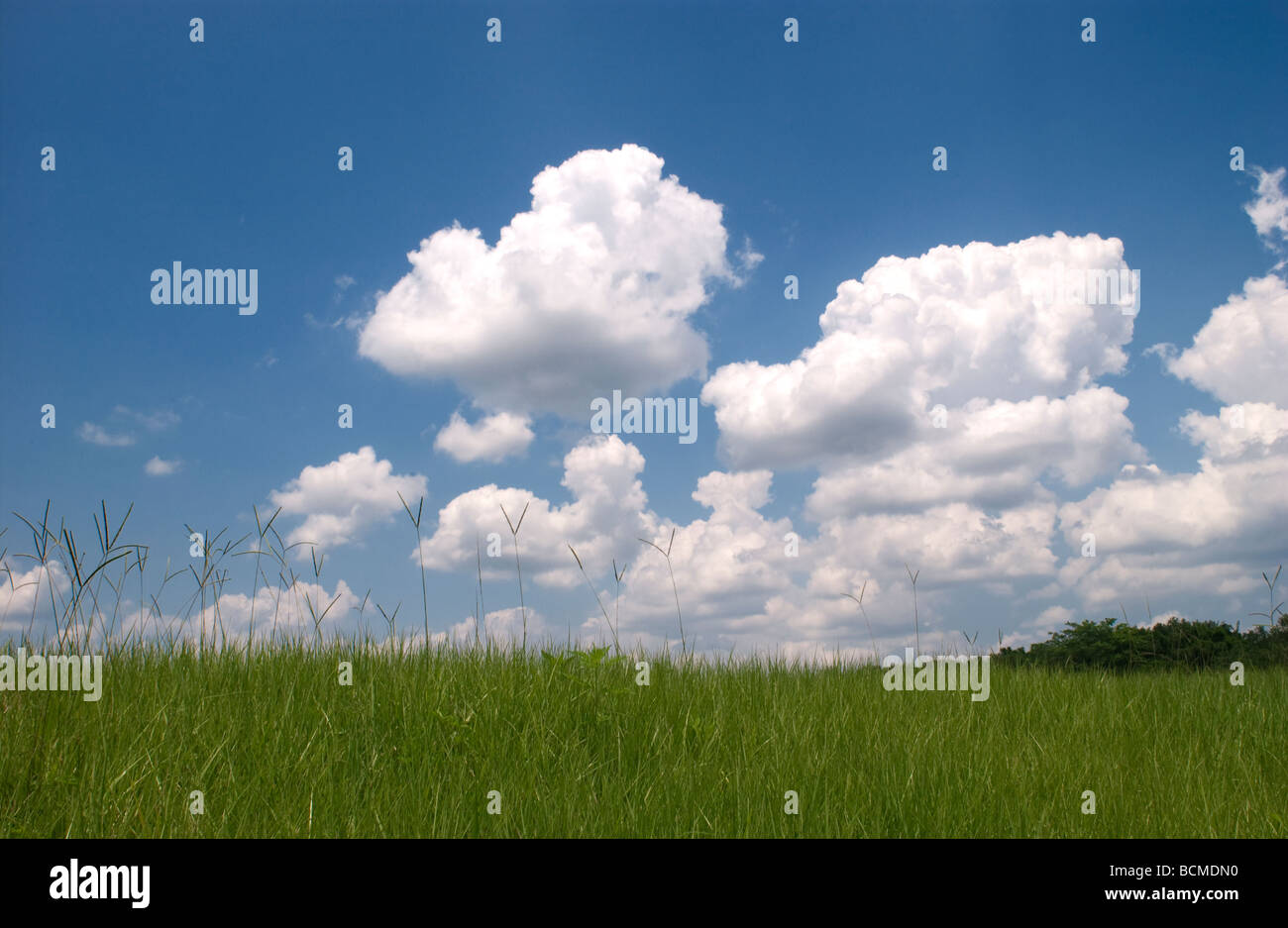 Nubes blancas mullidas y pasto verde Foto de stock