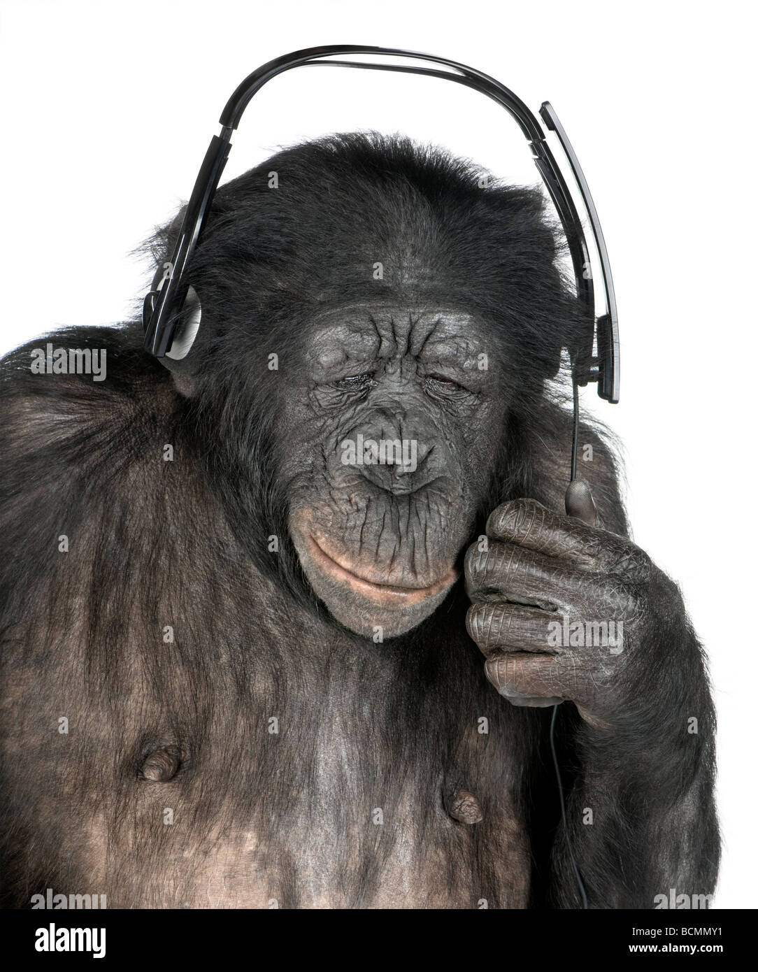 Mono, de raza mixta entre el chimpancé y el bonobo, de 20 años, escuchando música con los auriculares en la parte delantera del fondo blanco. Foto de stock