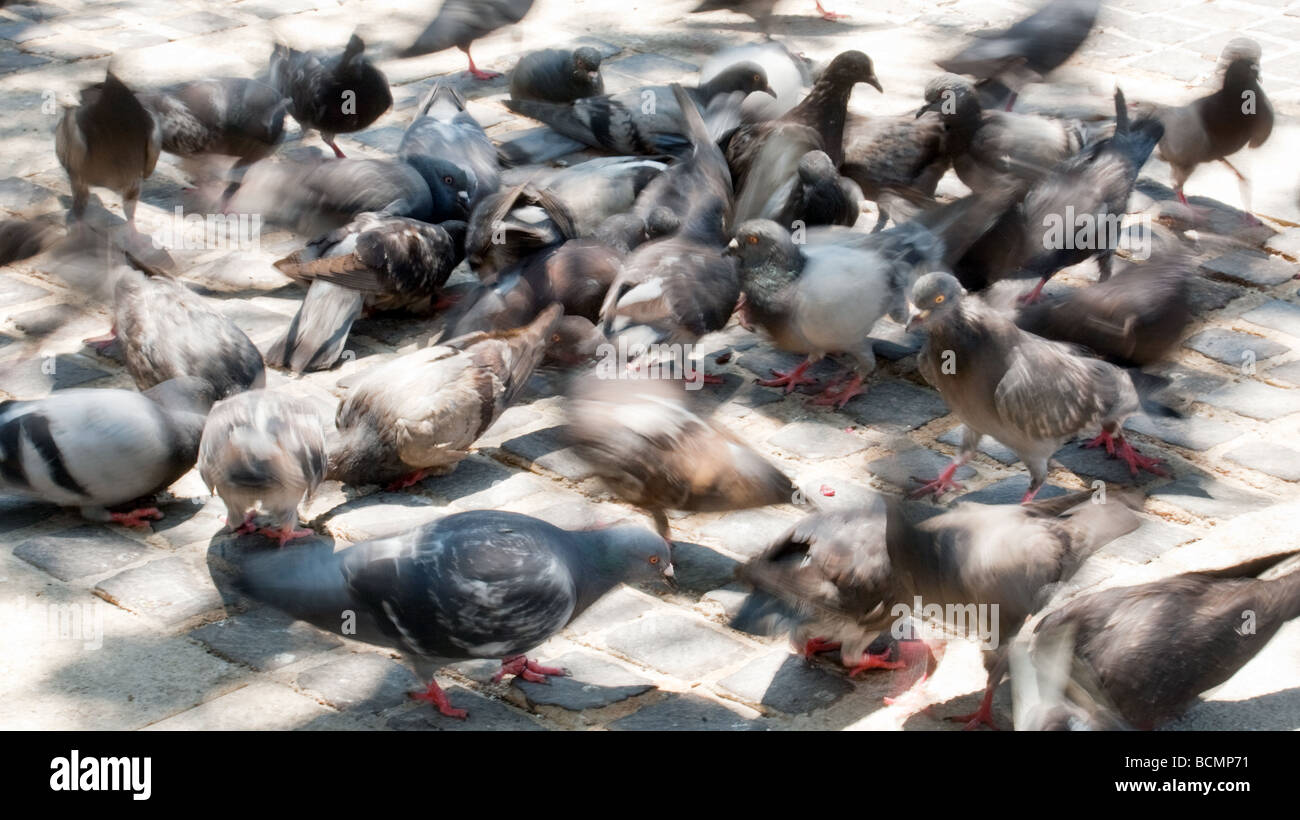 Una bandada de palomas persiguiendo las semillas Foto de stock