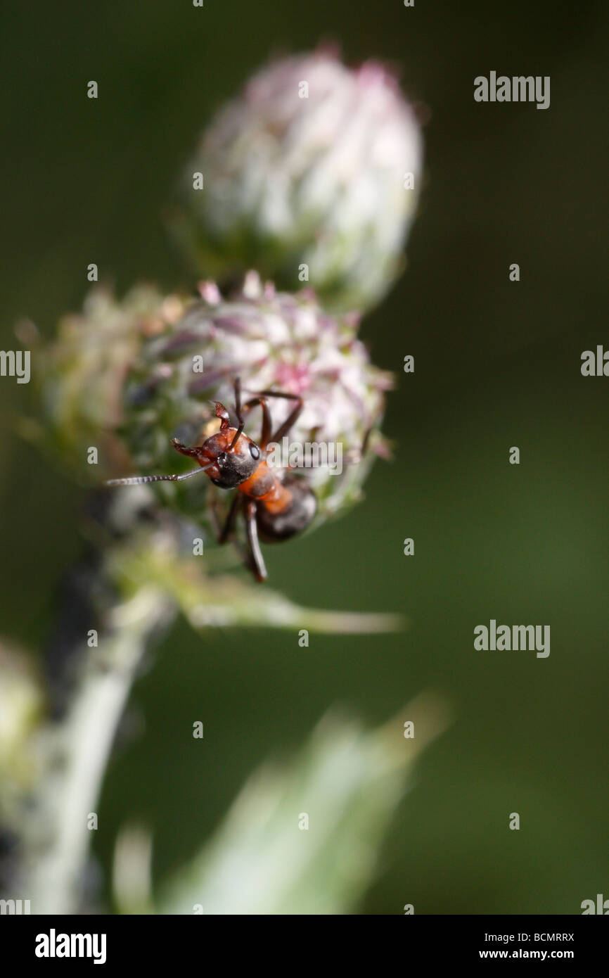 Caballo ant, defendiendo los áfidos Foto de stock