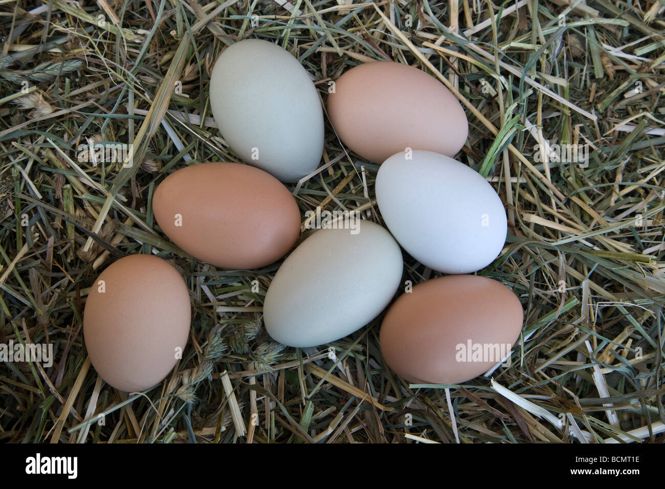 Los huevos de gallina recién sembradas, colores naturales poniendo en heno . Foto de stock
