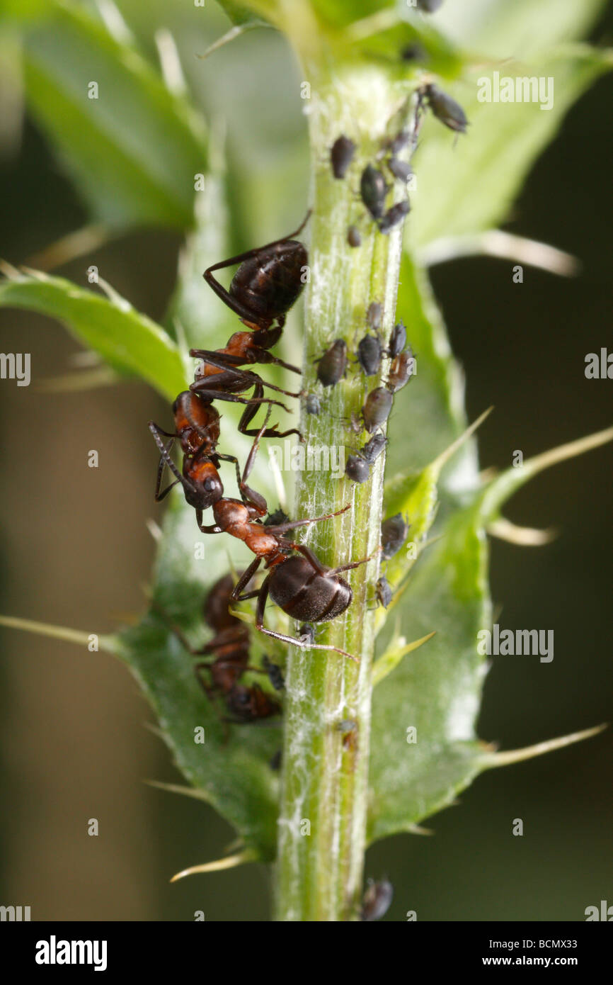 Caballo hormigas defender los áfidos. Foto de stock