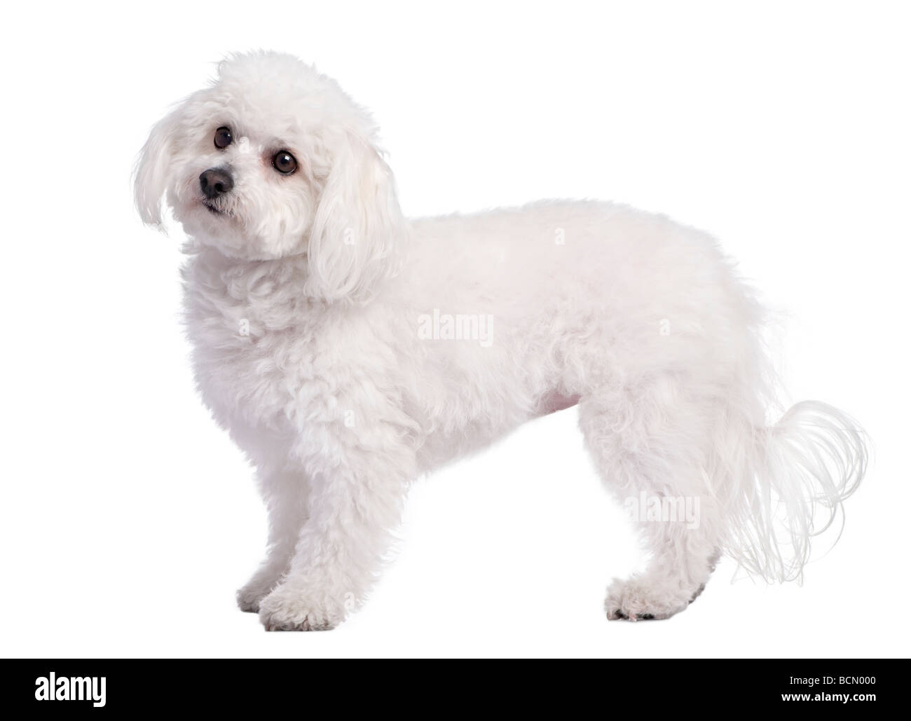Perfil de un perro maltés, 4 años, delante de un fondo blanco, Foto de estudio Foto de stock