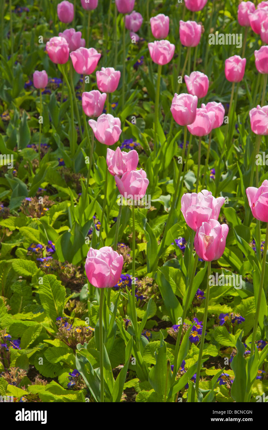 Tulipanes rosados en sol de primavera en el parque público en Dublín Irlanda Foto de stock