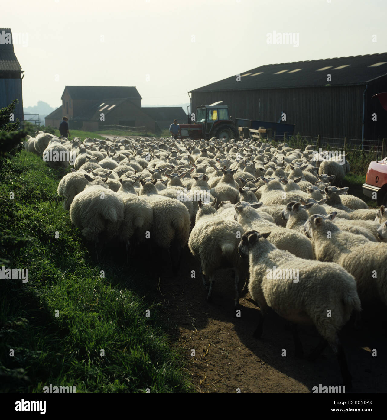 Al norte de Inglaterra mula ovejas circulando por una carretera rural entre los edificios de la granja para mojar Foto de stock