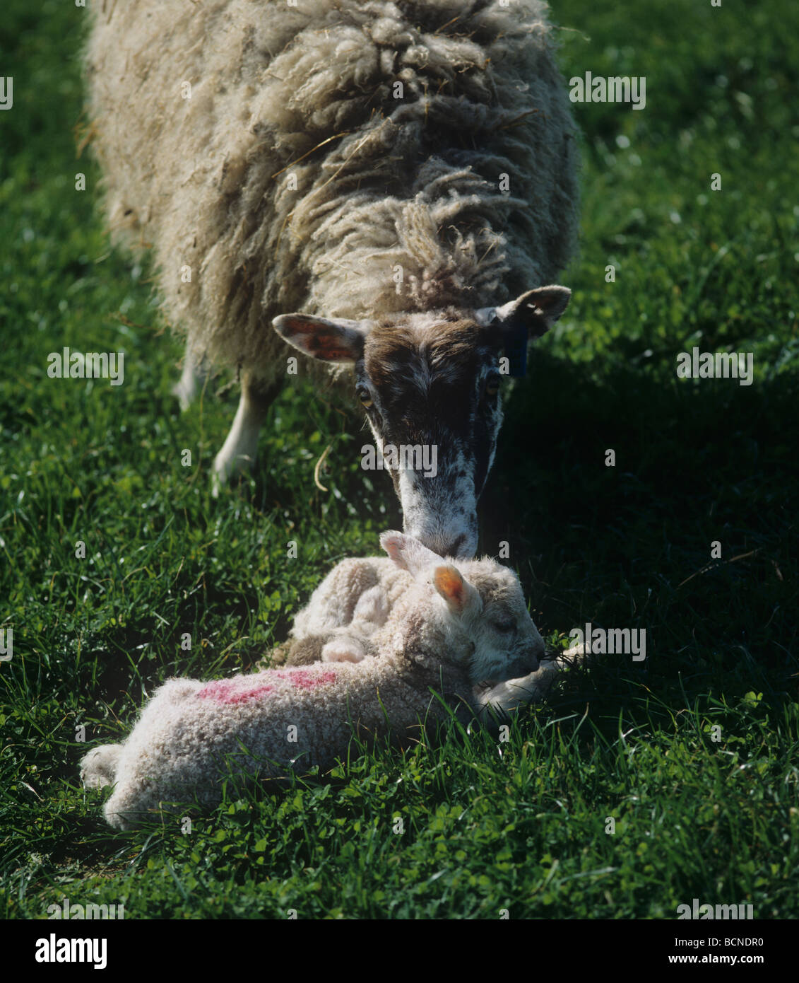 Al norte de Inglaterra mula oveja lamiendo uno de sus corderos recién nacidos Dorset Foto de stock