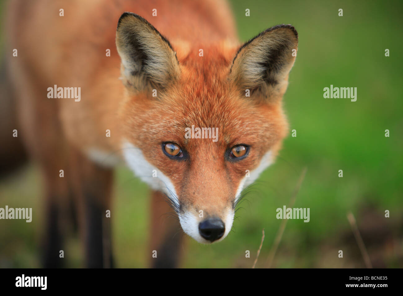 Orejas de zorro rojo fotografías e imágenes de alta resolución - Alamy