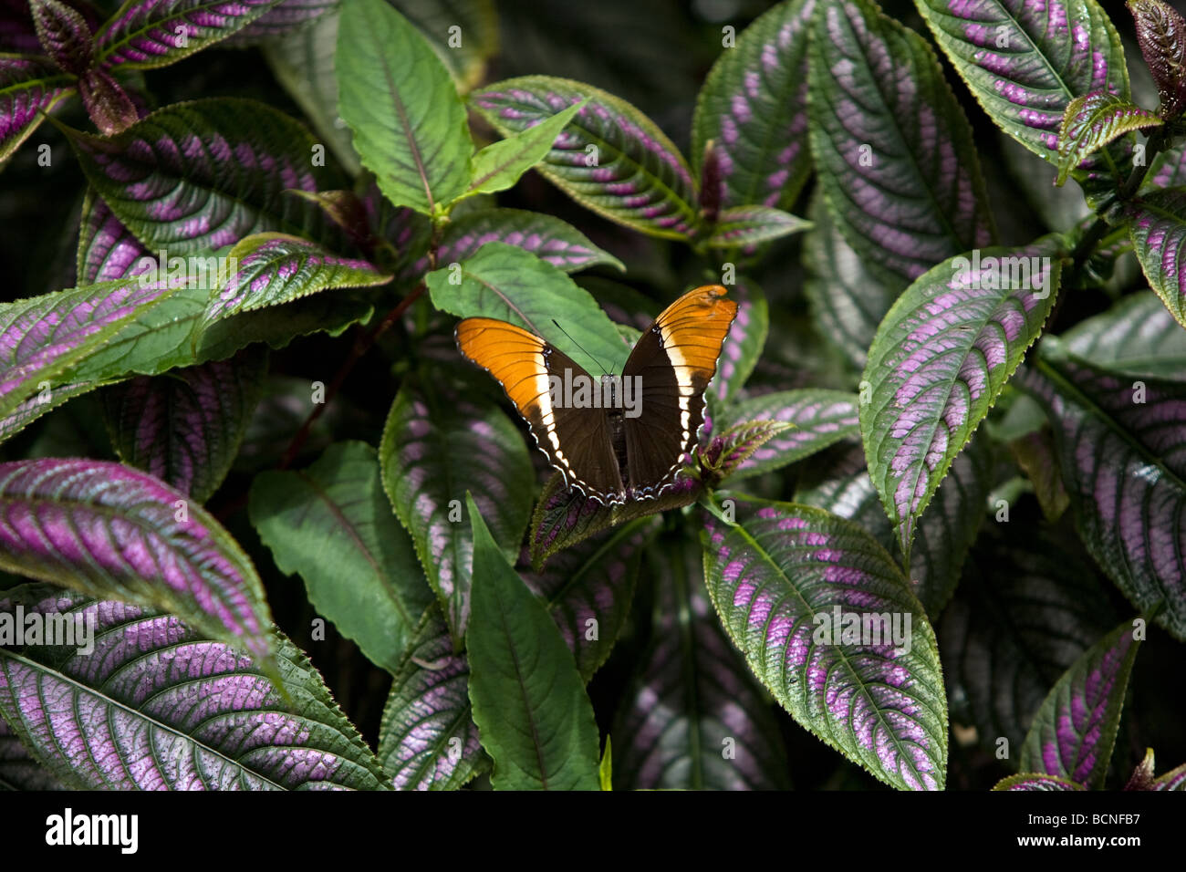 Siproeta epaphus es un nuevo mundo mariposa que vive todo el año en hábitats tropicales. Tiene grandes alas que son de color negro Foto de stock