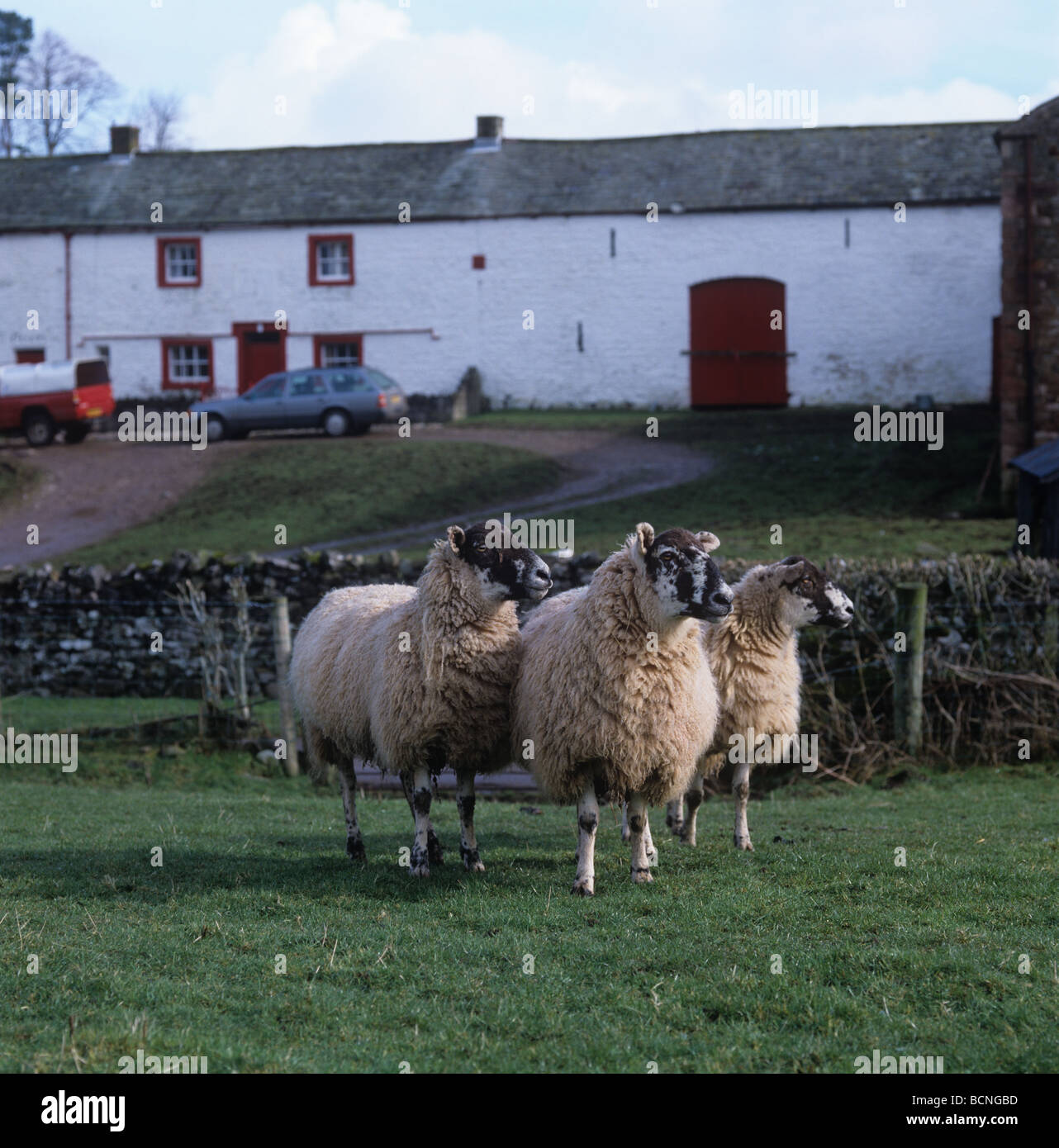 Excelente al norte de Inglaterra mula ovejas en el paddock fuera una granja en Cumbria Ormside Foto de stock