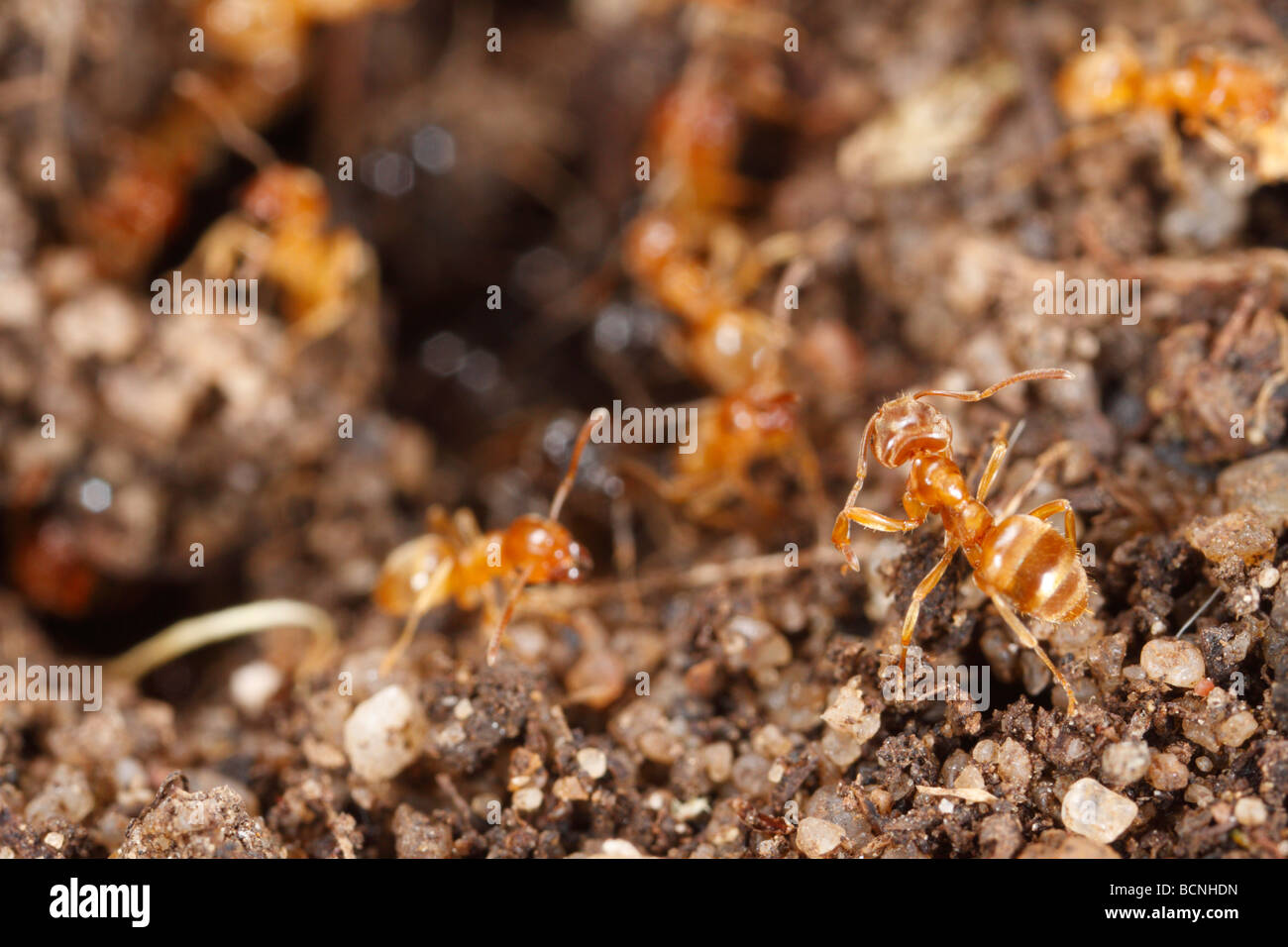 Lasius flavus, Amarillo Meadow hormigas, preparando el nido para la entrada de los swarming. Los trabajadores y las termitas con alas puede ser visto. Foto de stock