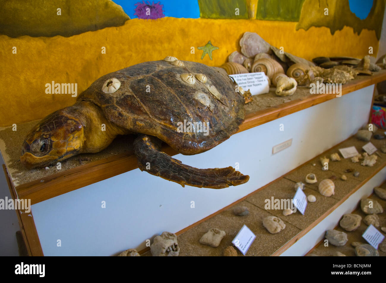 Centro Ambiental especializada en la conservación de la tortuga boba en Katelios en la isla griega de Cefalonia, Grecia GR Foto de stock