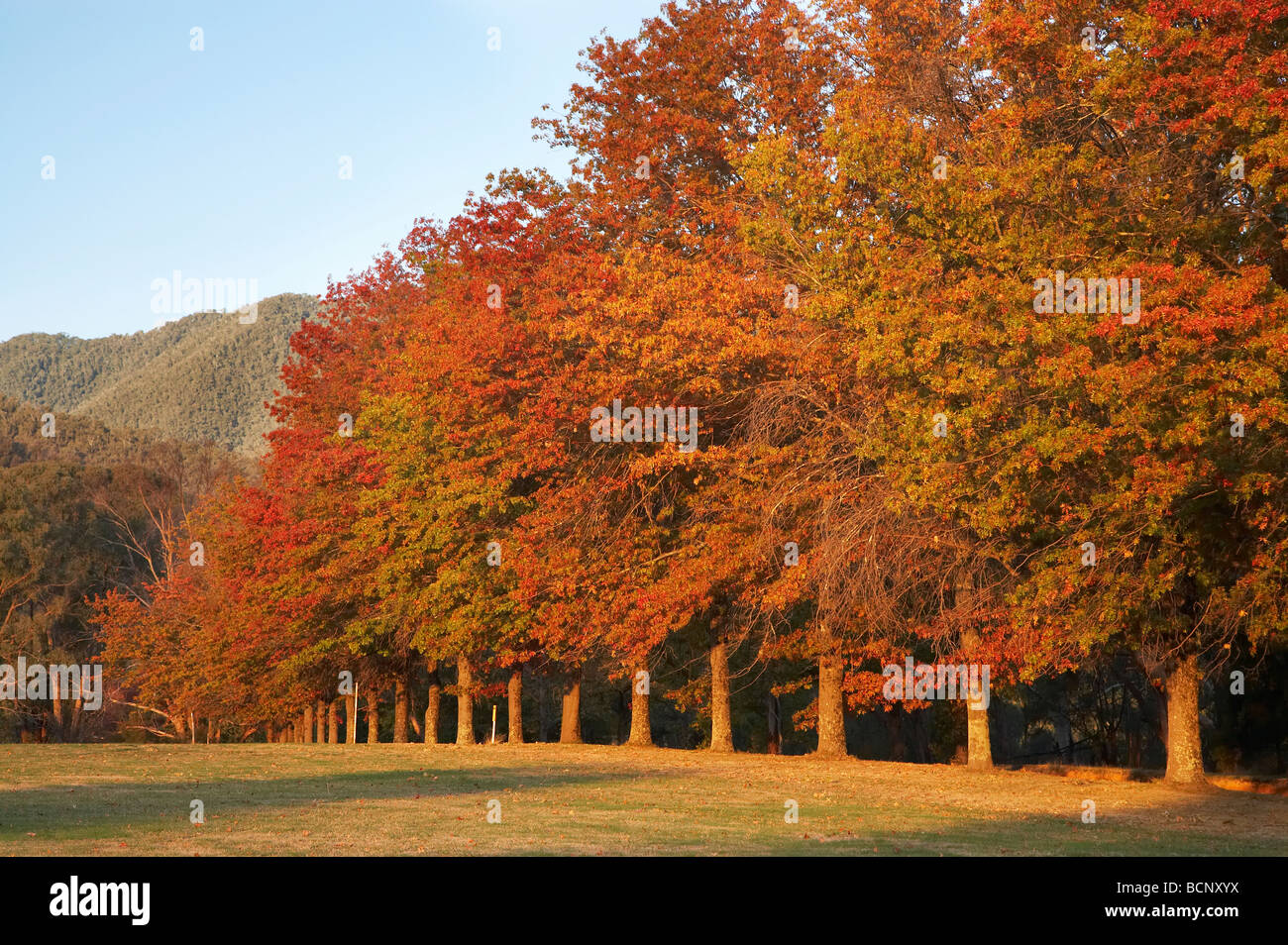 Otoño Los Árboles nevados Khancoban Sur de Nueva Gales del Sur, Australia Foto de stock