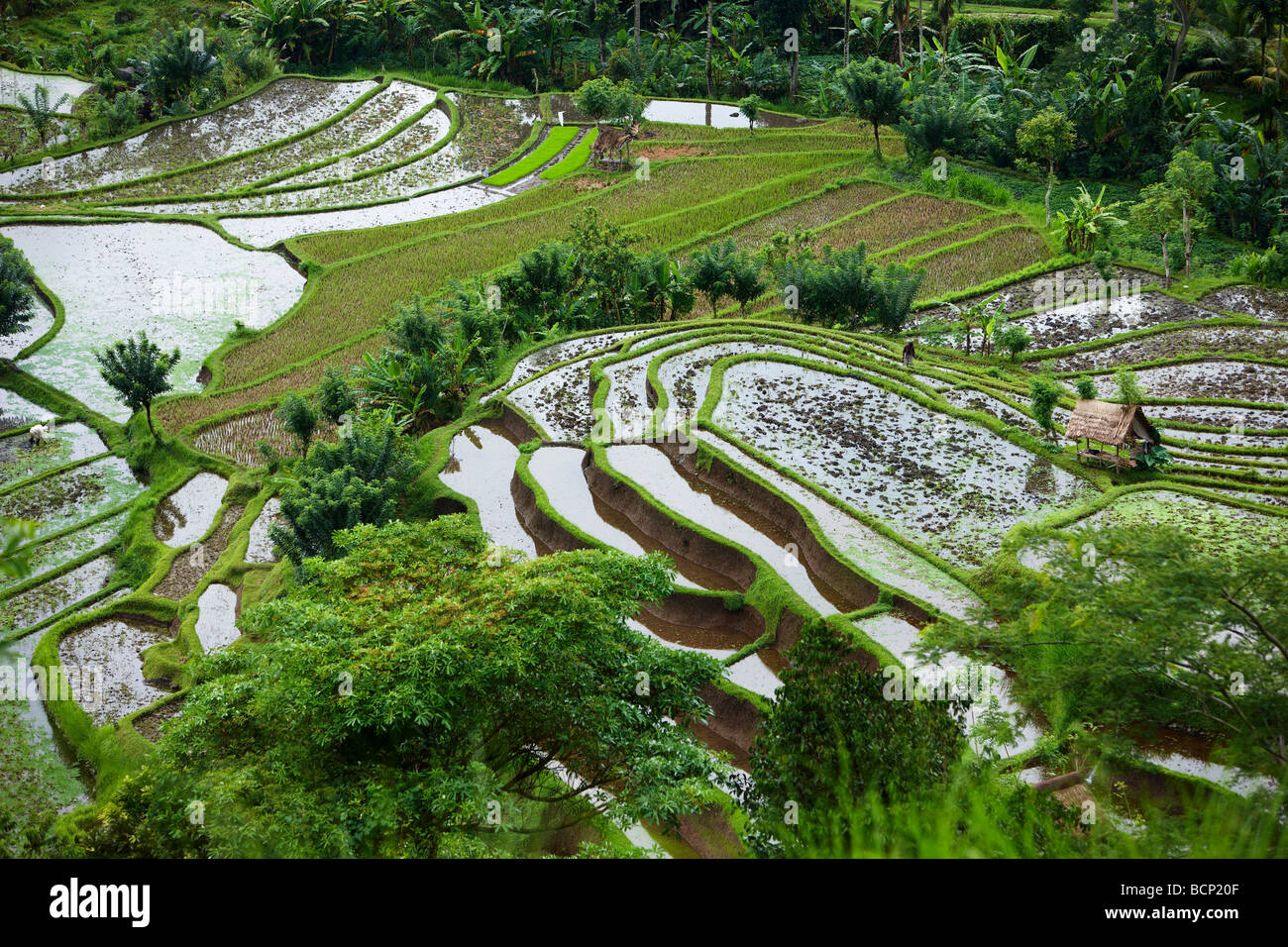 Terrazas de arroz, nr Tirtagangga, Bali, Indonesia Foto de stock