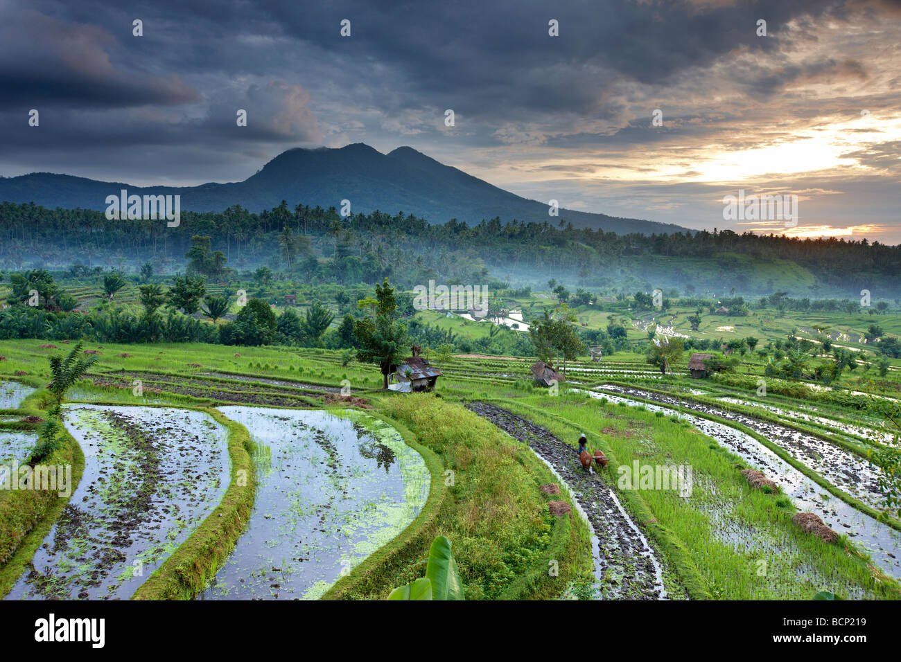 Ox impulsado en el arado de los campos de arroz en terrazas nr Tirtagangga al amanecer con el pico volcánico de Gunung Lempuyang, Bali, Indonesia Foto de stock
