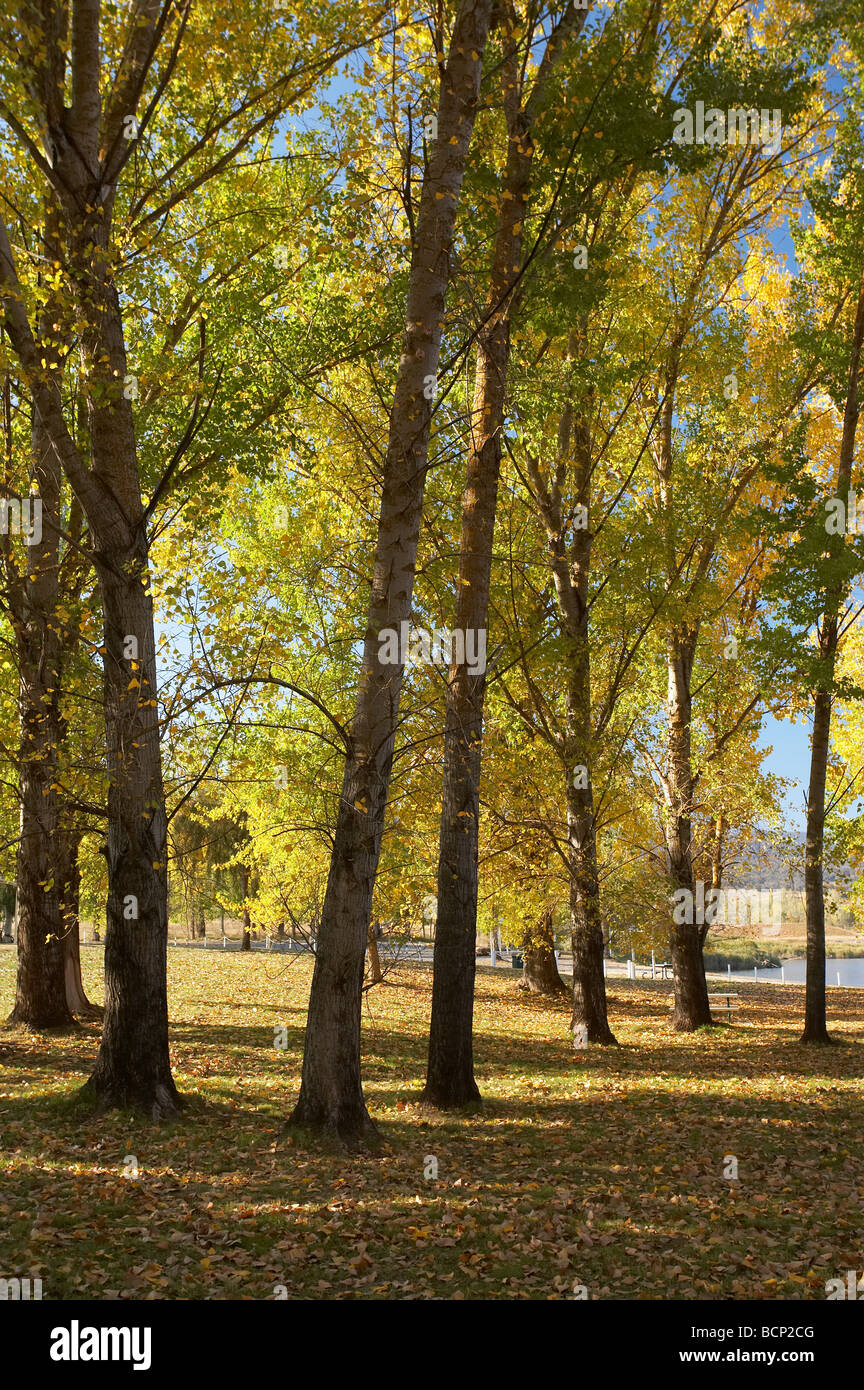 Árboles de otoño en rampa de varado zona de picnic por Khancoban Pondage Nevados Sur de Nueva Gales del Sur, Australia Foto de stock