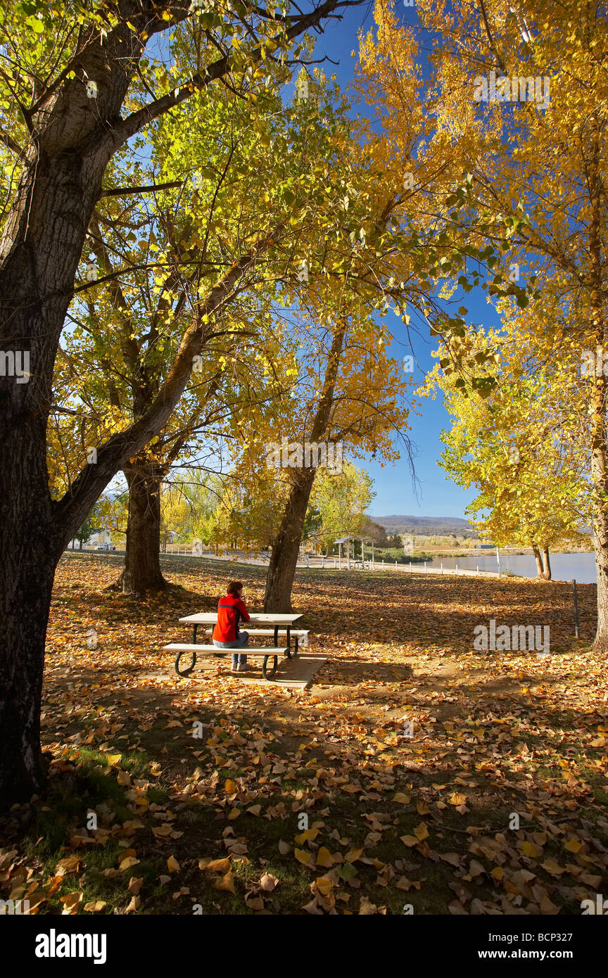Árboles de otoño en rampa de varado zona de picnic por Khancoban Pondage Nevados Sur de Nueva Gales del Sur, Australia Foto de stock
