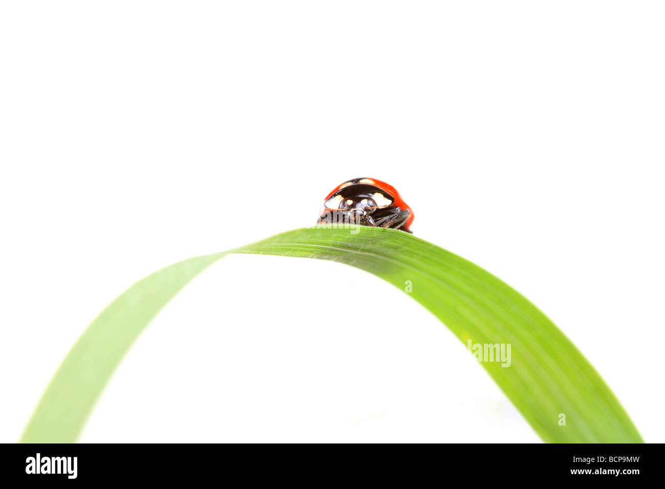 Ladybug en una planta aislado en blanco Foto de stock