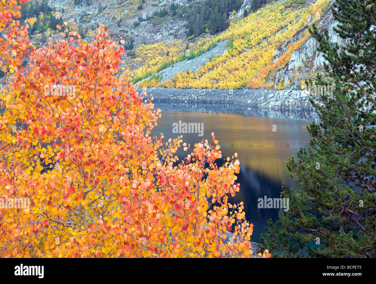 El sur del lago con álamos en otoño de color Bosque Nacional Inyo sierras orientales California Foto de stock