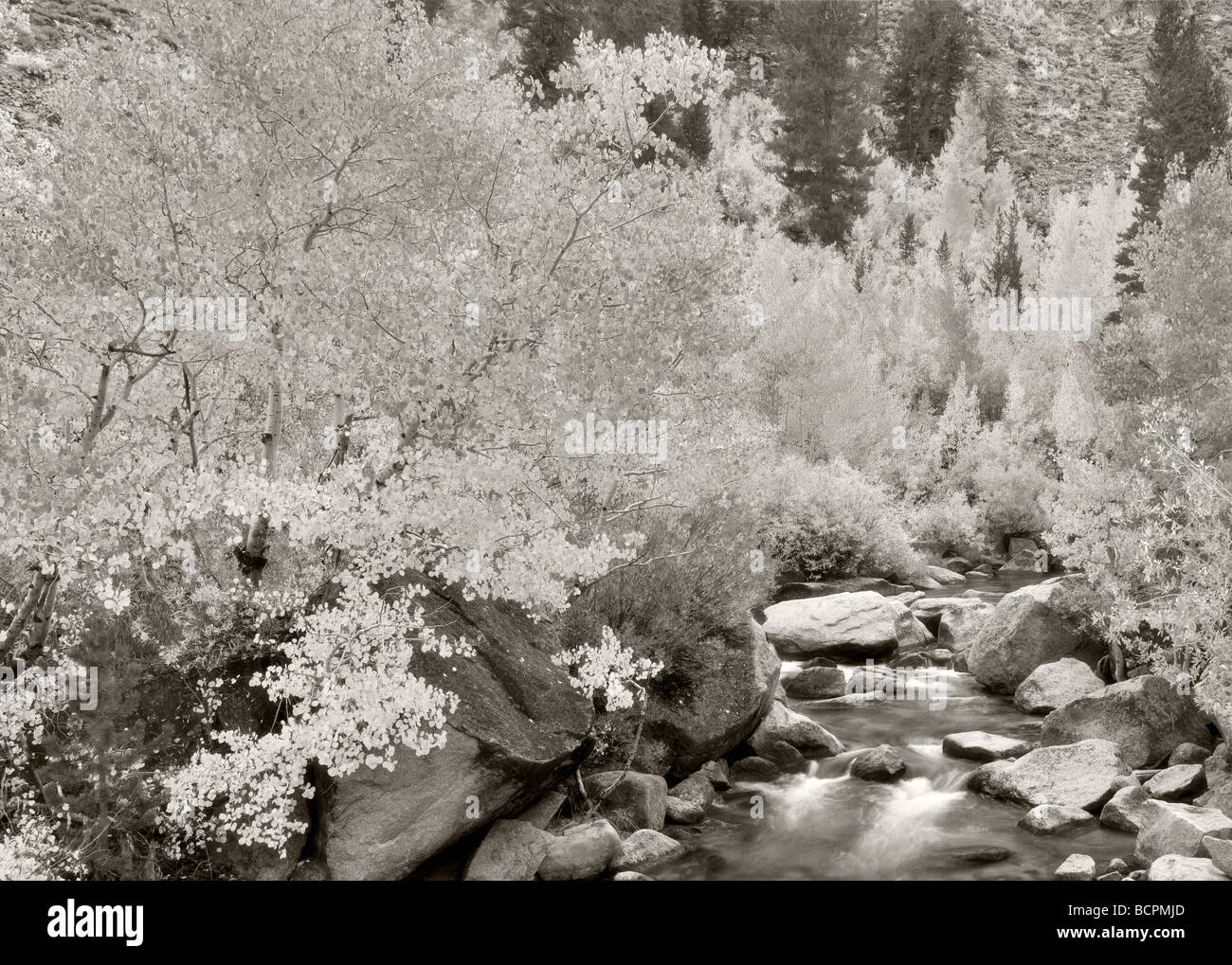Obispo South Fork Creek con caída de color Bosque Nacional Inyo aspens sierras orientales California Foto de stock