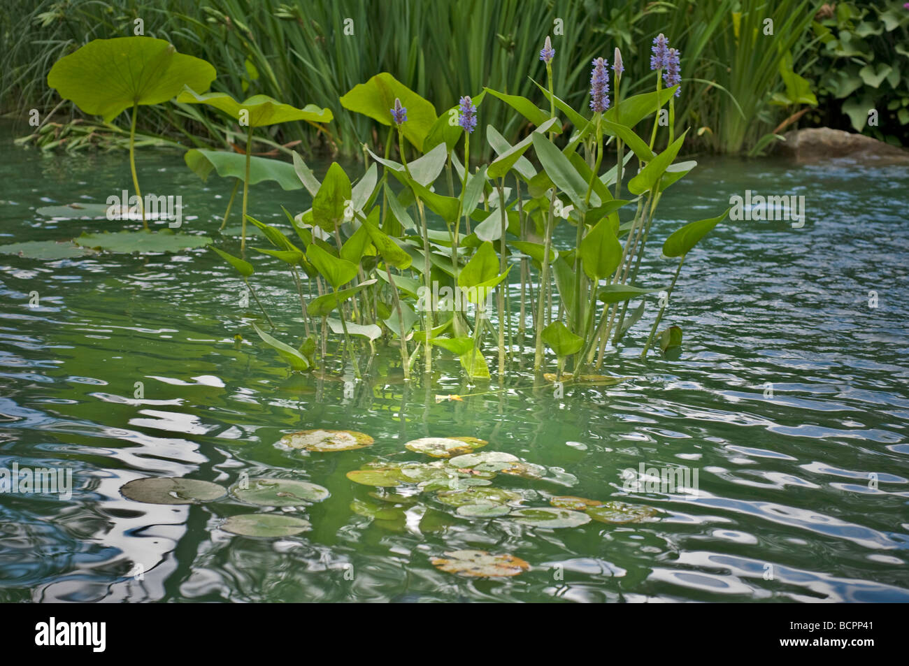 Plantas de agua en un pequeño estanque Foto de stock