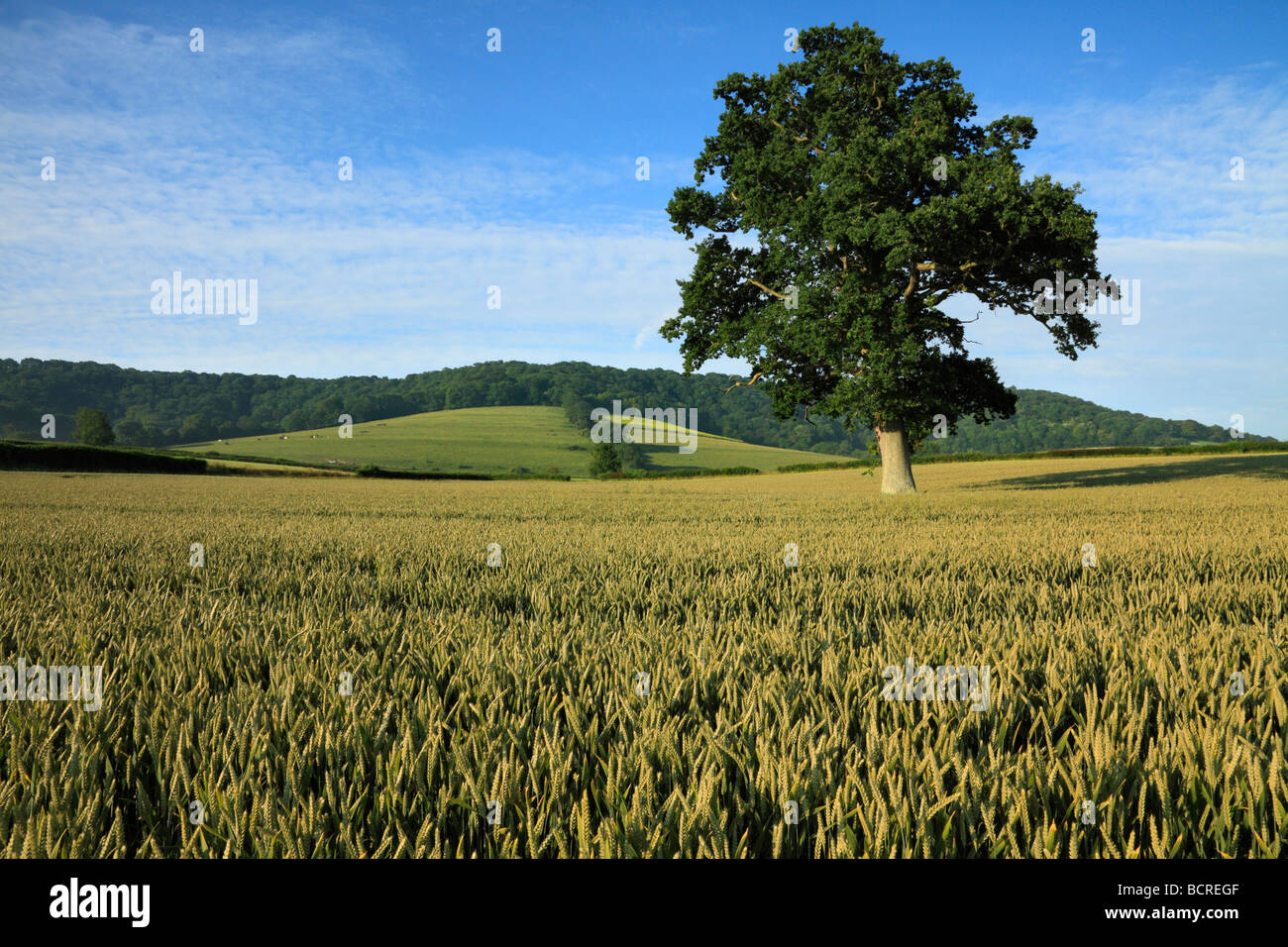 Árbol en el campo de maíz, Heyshot, West Sussex Foto de stock