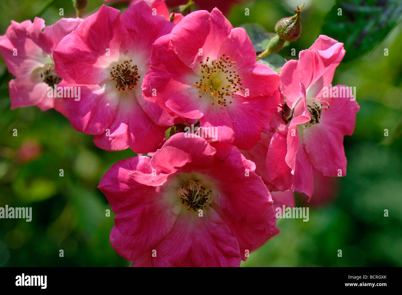 Rosa Pilar América profunda rosa flores en una escalada Rambling Rose Foto de stock