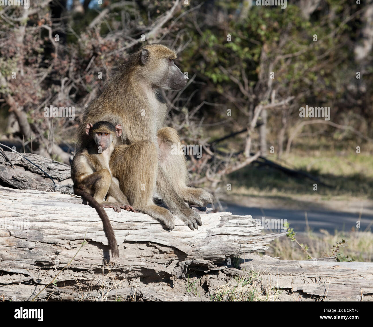 Chacma Baboon aka Cape Babuino, Papio ursinus, madre y bebé, Moremi Game Reserve, al norte de Botswana. Foto de stock