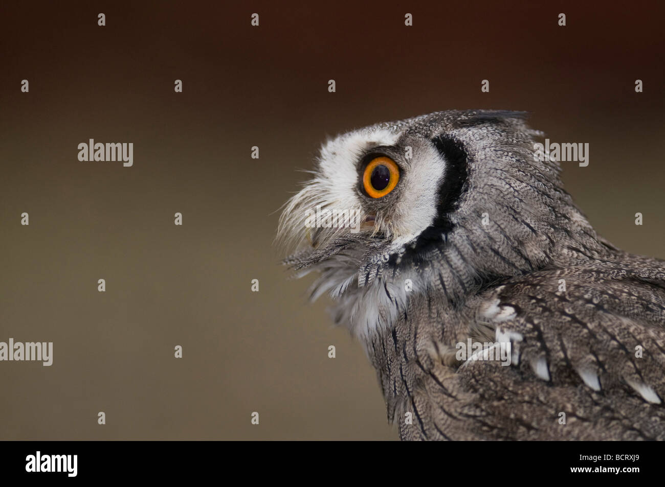 Owl en un centro de aves de rapiña. Foto de stock