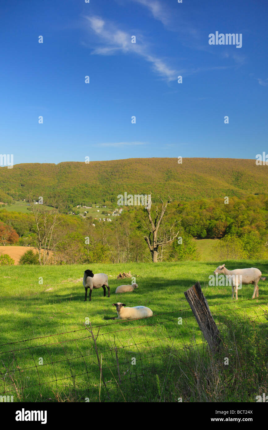 En la granja de ovejas cerca de Virginia occidental del condado de Monterey Highland Foto de stock