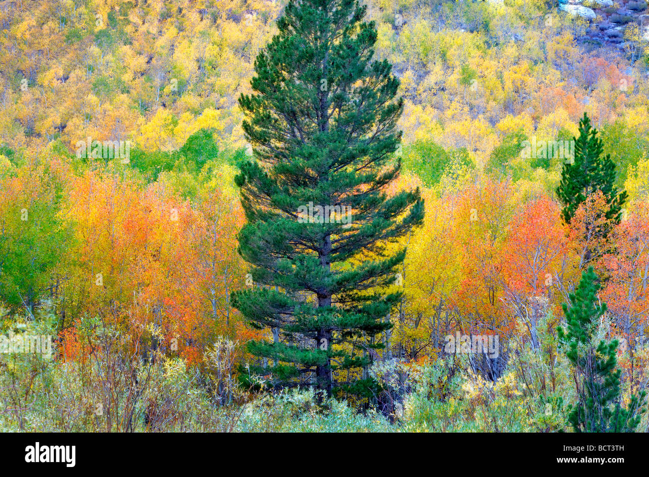 Bosque mixto de álamos en otoño colores y abetos Inyo National Forest, California Foto de stock