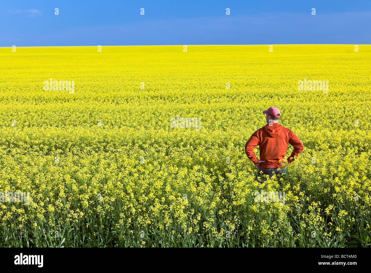 Agricultor mirando a lo largo de campo de canola, Pembina Valley, cerca Treherne, Manitoba, Canadá. Foto de stock