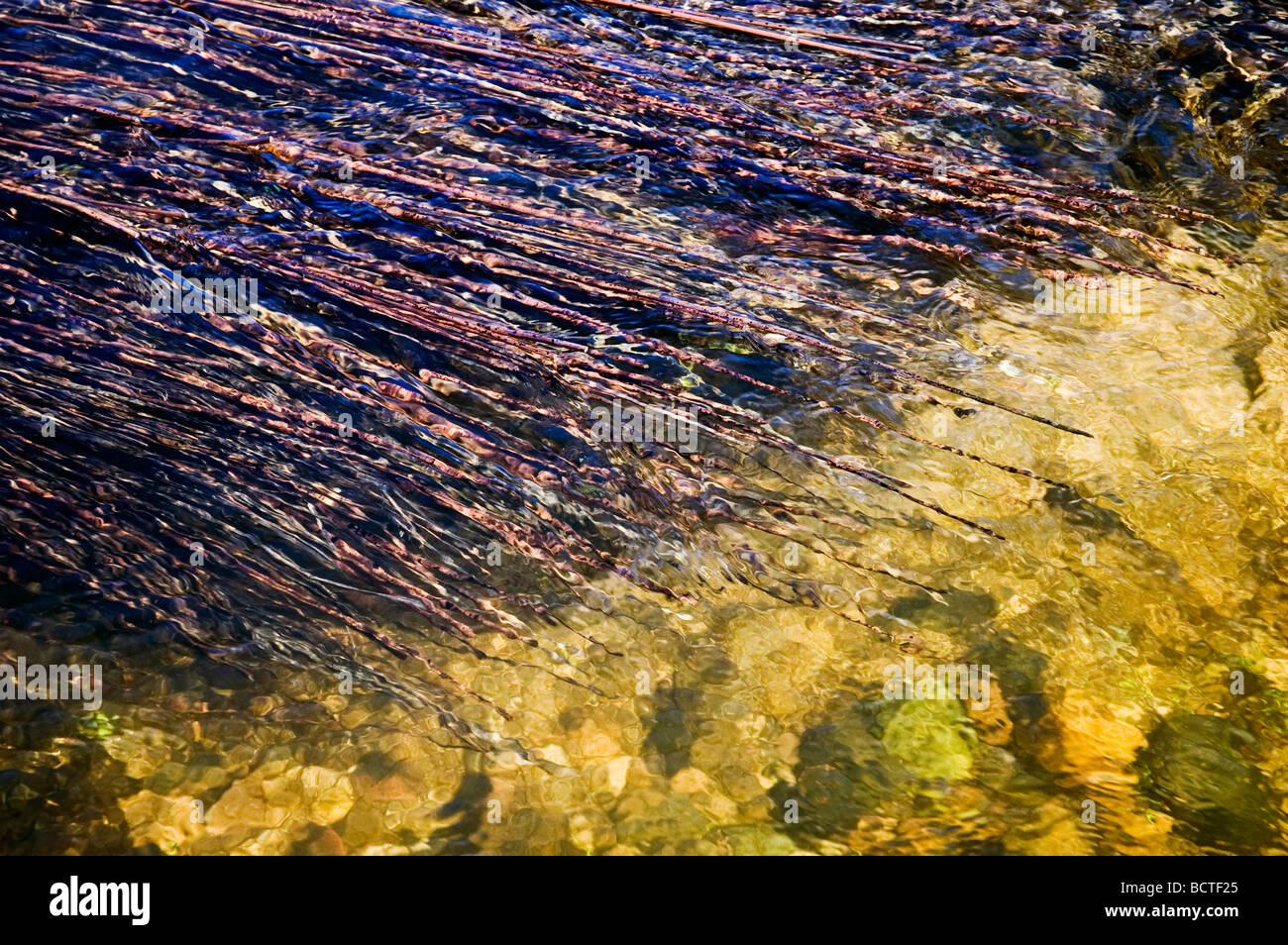Detalle de las plantas acuáticas en el agua que fluye clara Foto de stock