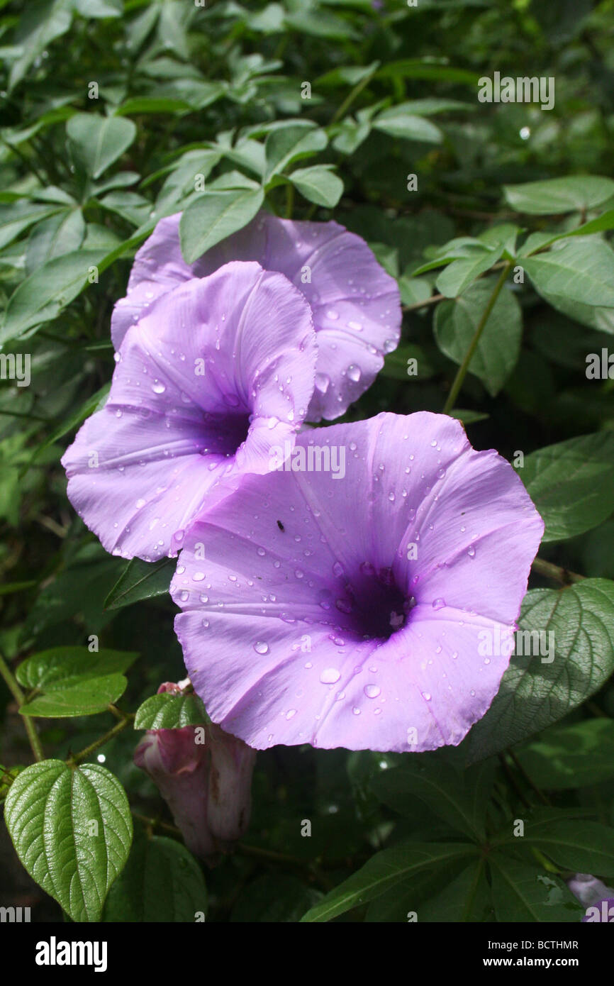 Flor Azul en kannur Kerala, India Foto de stock