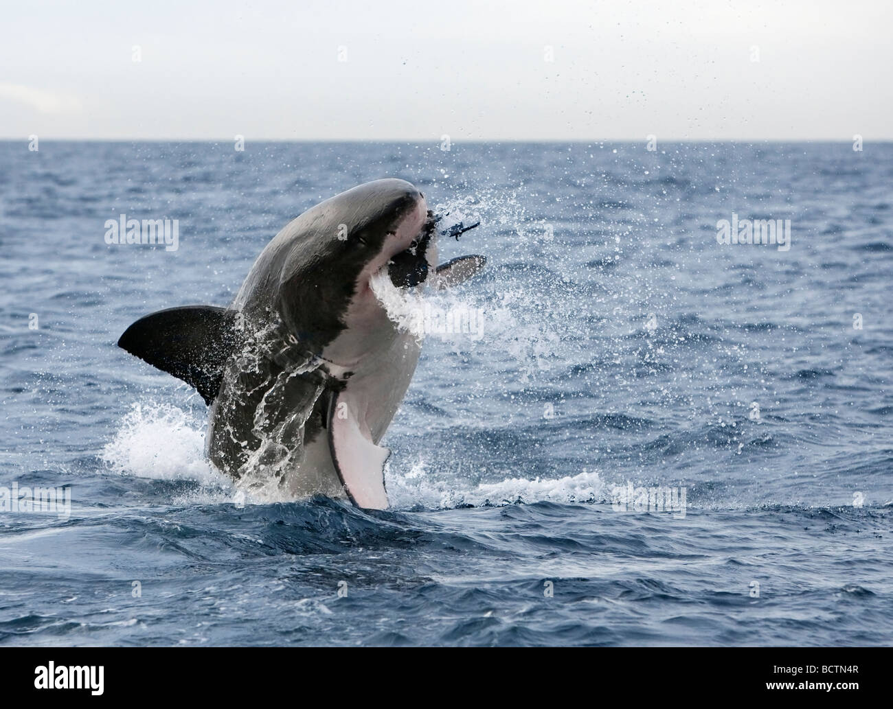 Gran tiburón blanco Carcharodon carcharias violar a señuelo Seal Island False Bay Cape Town South Africa Foto de stock