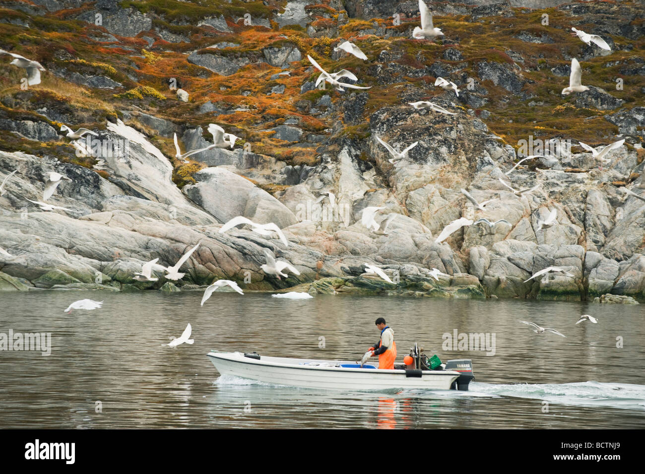 Groenlandia pescador seguida por gaviotas, Ilulissat o Jakobshavn Foto de stock
