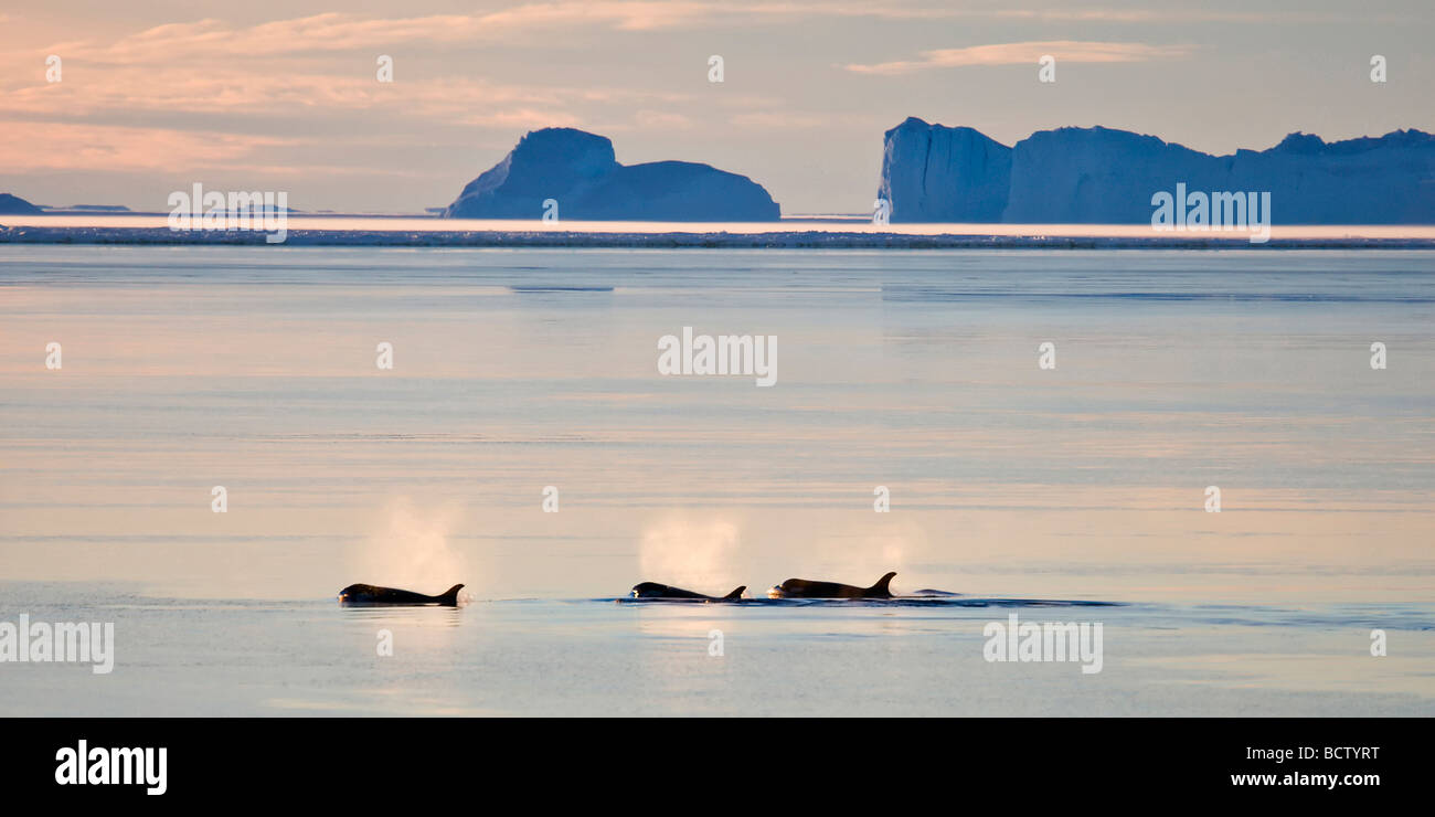 Orcas en la noche polar, cerca de Mawson Satation, Antártida Foto de stock