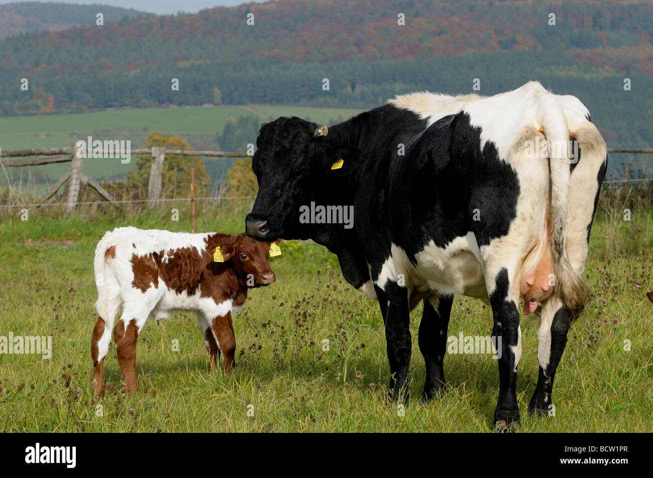 El ganado doméstico (Bos primigenius, Bos taurus), raza: Pinzgau ganado. Vaca y ternera en una pastura Foto de stock