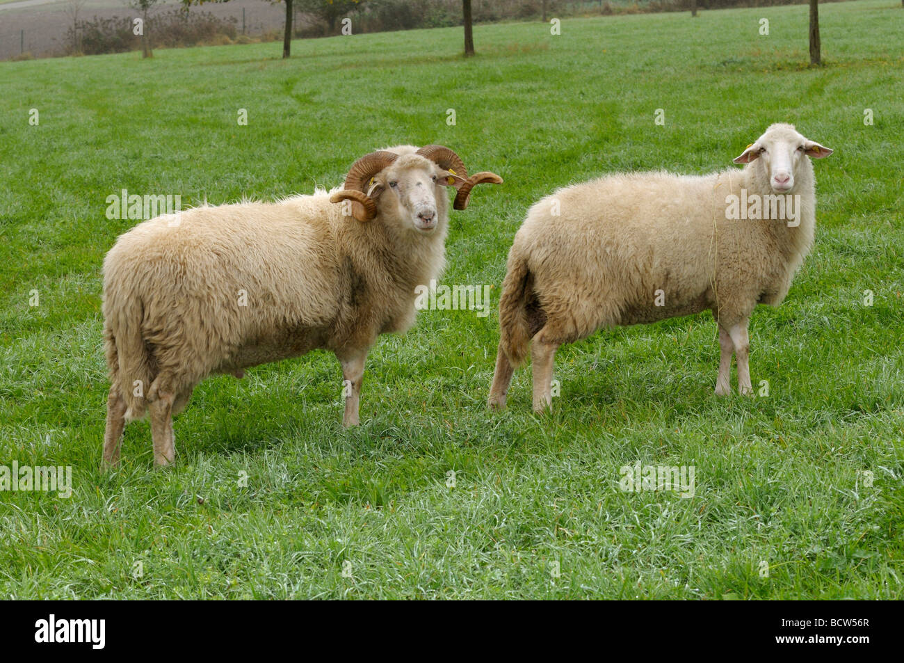 Ovejas domésticas, Waldschaf , Bosque Bávaro ovejas (Ovis orientalis aries, Ovis ammon aries). Ram y oveja sobre una pradera Foto de stock