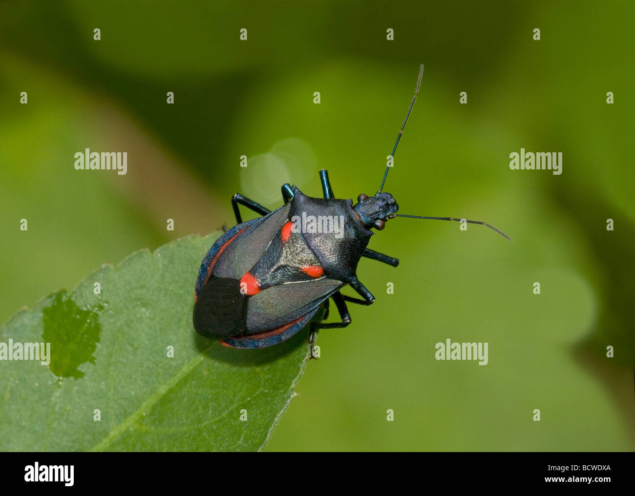 Close-up de un depredador Florida fétidas bug (Euthyrhynchus floridanus) Foto de stock