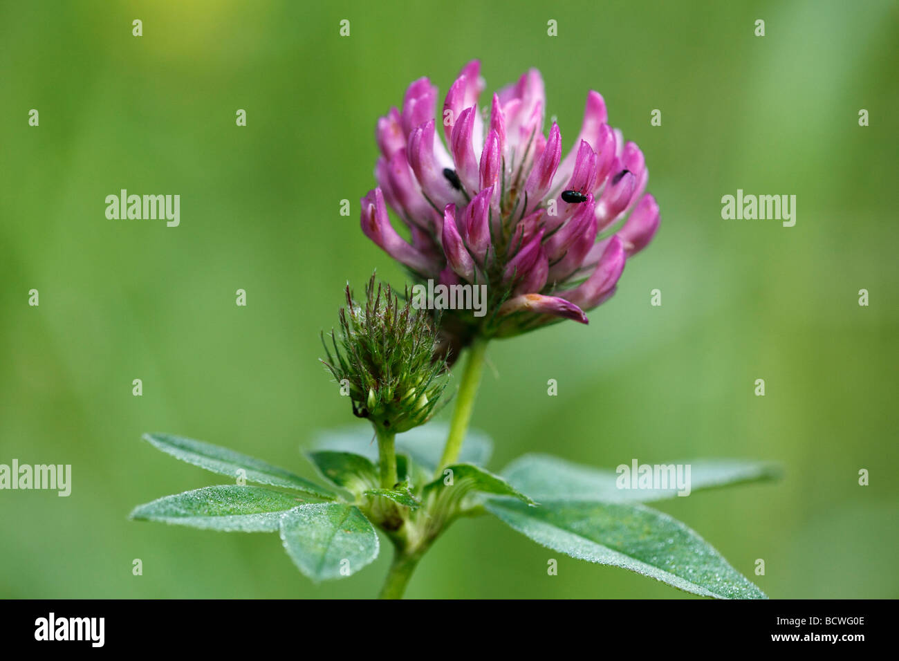 El trébol de Prado, trébol rojo (Trifolium pratense) Foto de stock