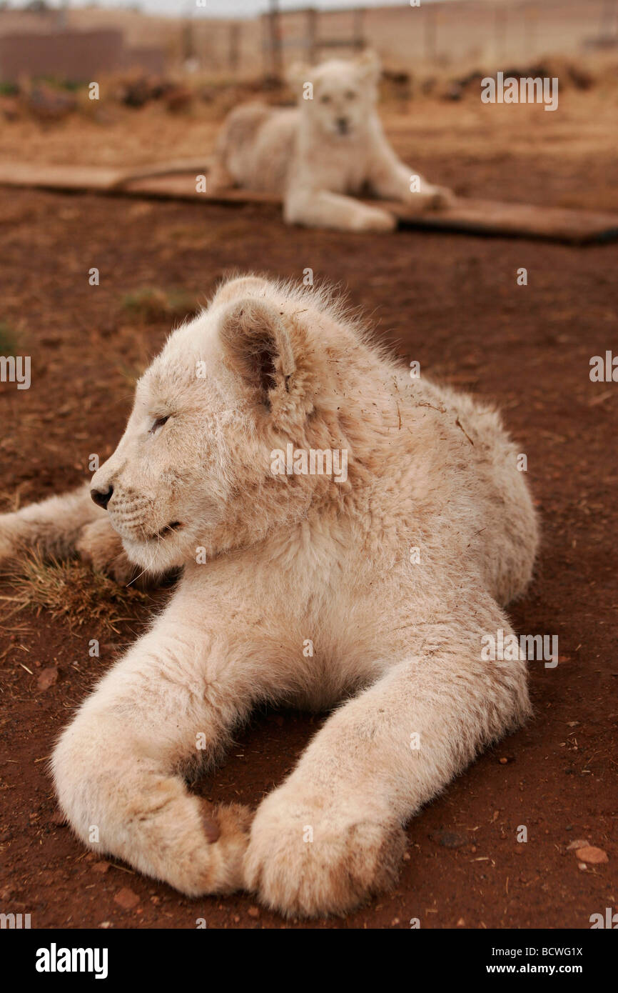 Dos leones blancos cub radican en un parque de vida salvaje de Sudáfrica,  cerca de Johannesburgo en el área de Gauteng Fotografía de stock - Alamy