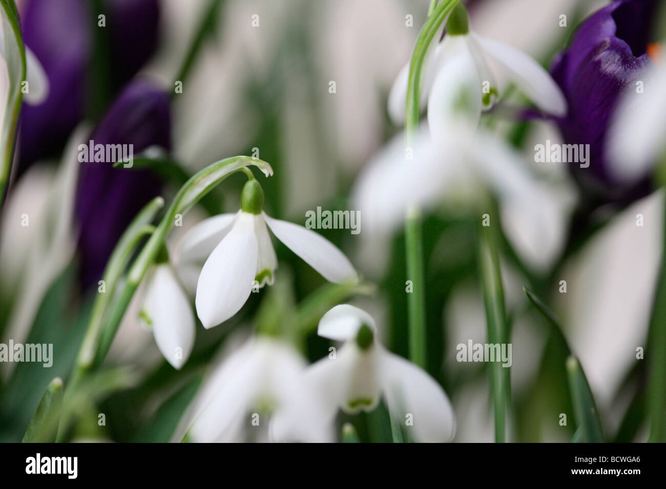 Colección de campanilla de las nieves y azafrán tradicionalmente el primer florecimiento de primavera bulbos fino arte Jane Ann Butler Fotografía JABP333 Foto de stock
