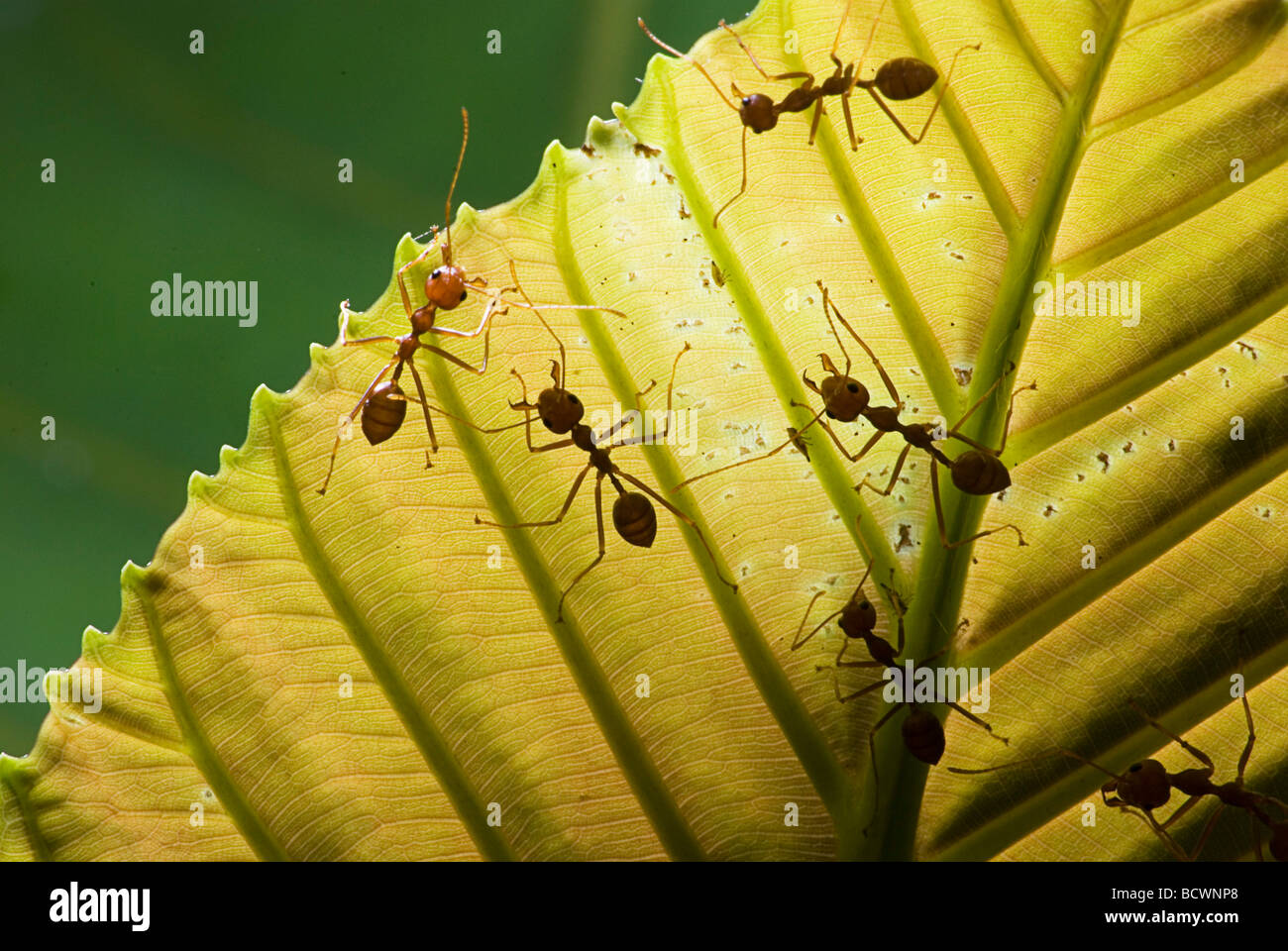Extreme close-up de tejedor hormigas en un pedazo de hoja Foto de stock