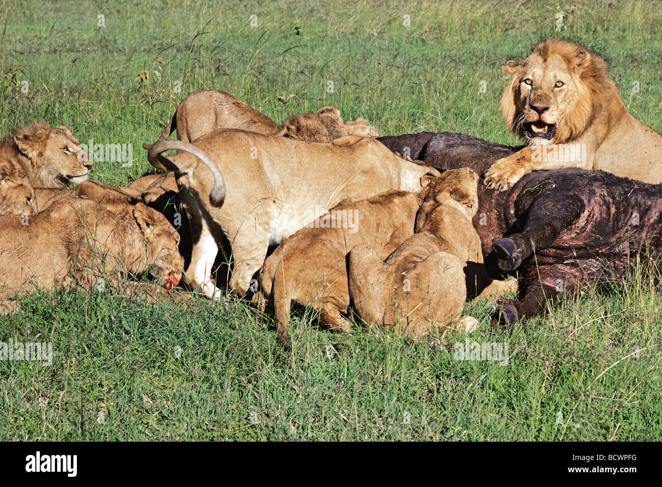 Lion pride alimentándose de Buffalo matar Reserva Nacional de Masai Mara en Kenya África Oriental Foto de stock