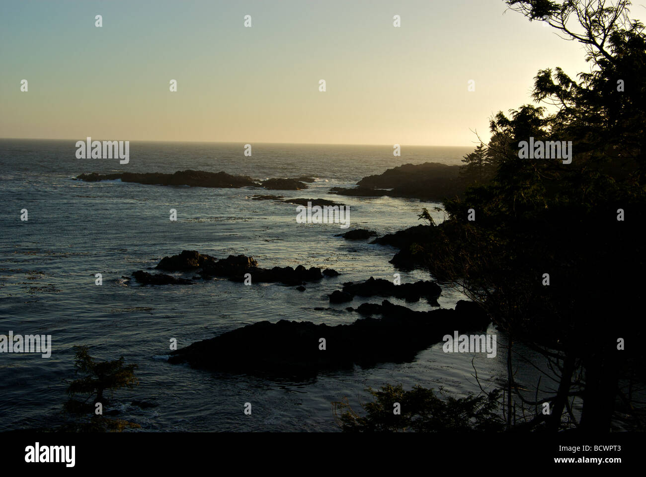 Grabado viento oceánico resistente west coast Hetinkis Park en el sendero "Wild Pacific" en Ucluelet Foto de stock