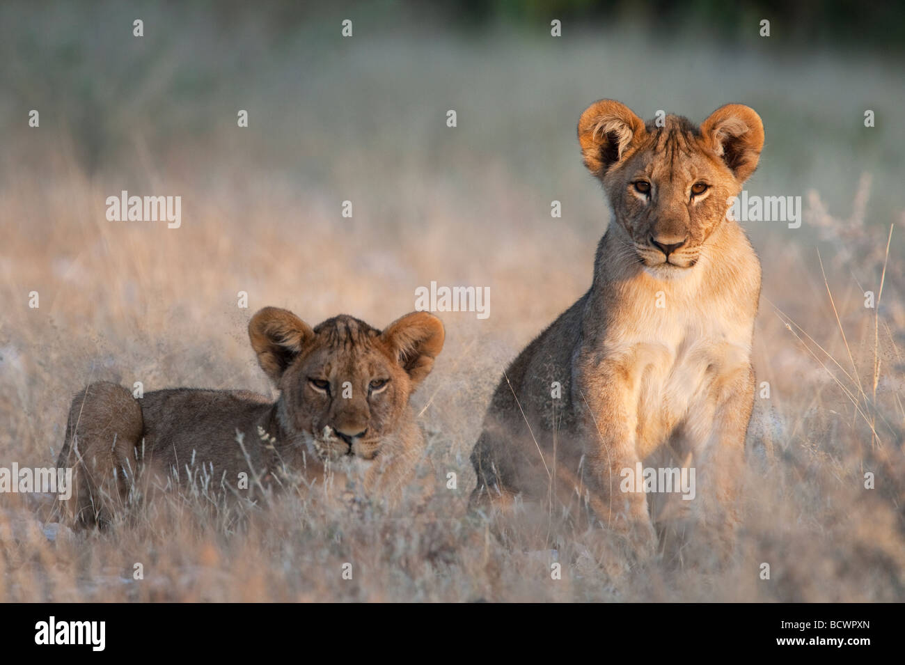 Cachorros de León Panthera leo el Parque Nacional Etosha Namibia Foto de stock