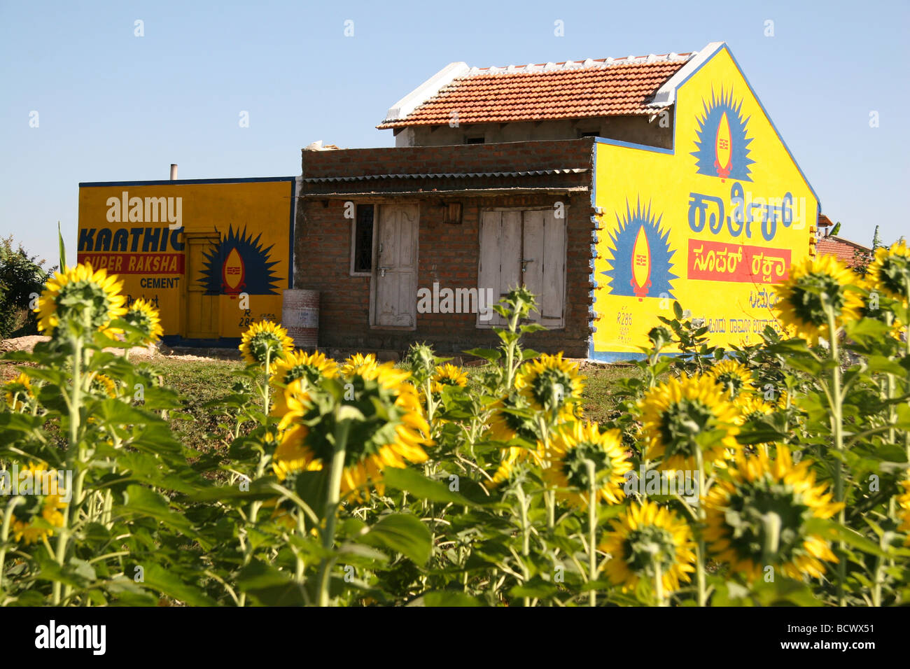 Los girasoles crecen en un campo en el centro de Karnataka, en la India  meridional. Las semillas se utilizan para el aceite y la salud alimentaria  como aperitivos Fotografía de stock -