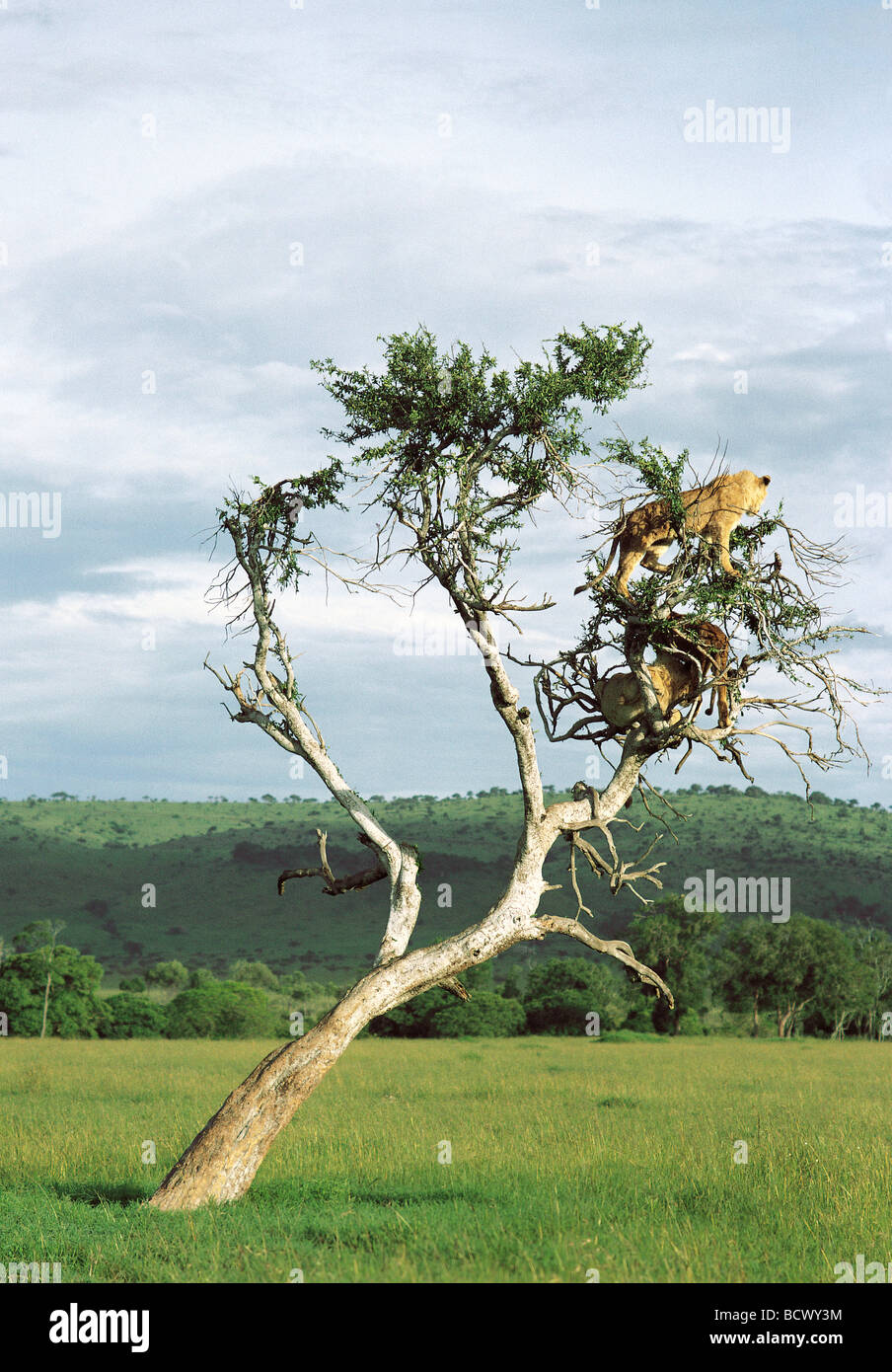 Leones trepadores de arboles fotografías e imágenes de alta resolución -  Alamy